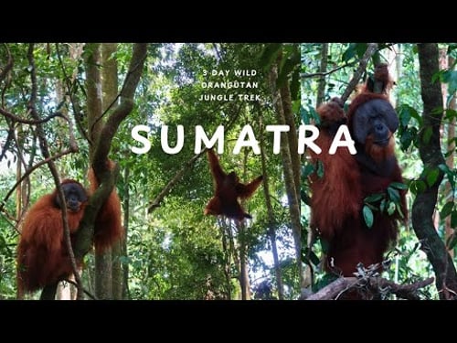3 Day Jungle Trek with WILD ORANGUTANS IN SUMATRA