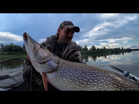 SHOCK!! GIANT CANNIBAL PIKE CAUGHT!! Trophy fishing on the Ob River, jig, snags.