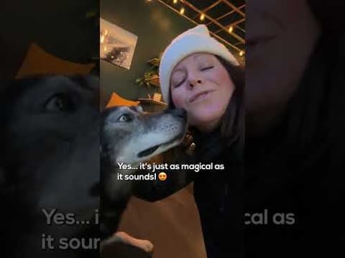 Coffee + Huskies = π #svalbard #travel