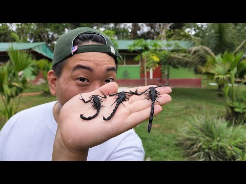 I was stung by a wasp while trying to catch and eat this in the Amazon jungle.