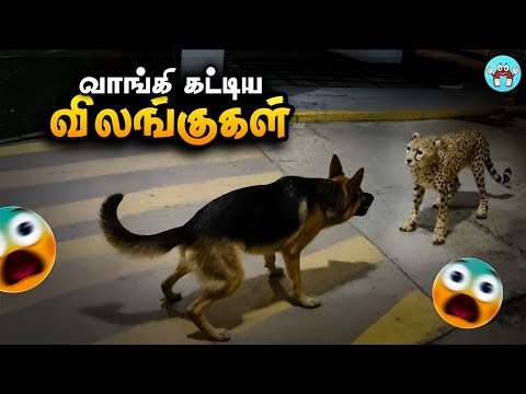 வம்பிழுத்து அடிவாங்கிய விலங்குகள் | Animals Messed up | The Magnet Facts