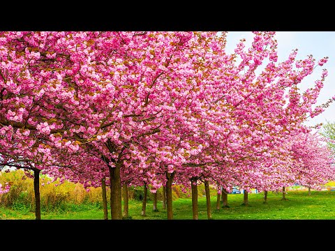 Музыка лечит сердце и сосуды🌿 Успокаивающая музыка восстанавливает нервную систему,расслабляющая #22