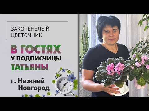 В гостях у Татьяны. Нижний Новгород. Крассулы или фиалки? Считаем вместе и голосуем за растения.