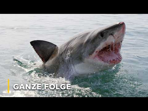 Haie des südlichen Afrika: Evolution, Furcht & Koexistenz | Afrikas Klauen & Kiefer 103