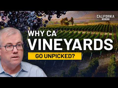 The Hidden Crisis in California Wine — Half a Million Tons Left Unharvested
