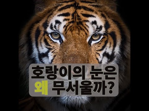 Why are tiger eyes scary?