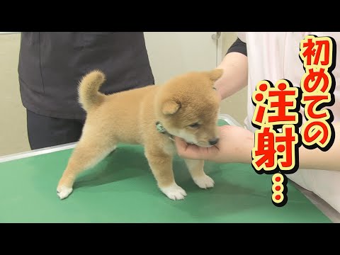 注射を打たれた後の、子犬のリアクションが可愛すぎました