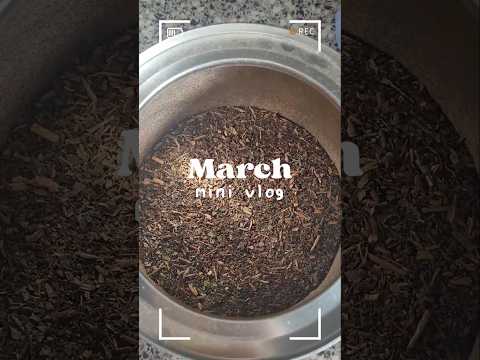 πΈ March mini vlog! πΈ #vlog #cherryblossom #djiosmopocket3