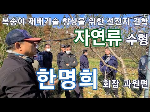 자연류 수형 한명희 회장 복숭아 과원 견학편 @mystorychannel3768 복숭아 나무 관리 방법