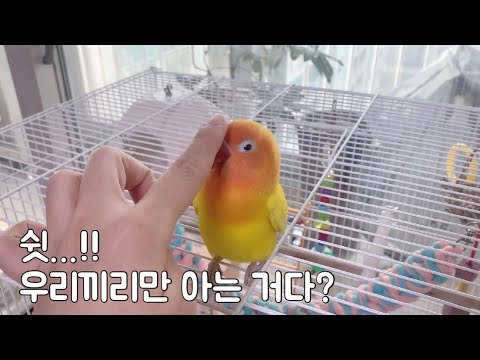(Subscriber Request Video) Birdcage Interior Design + Product Recommendations That Only I Want to...