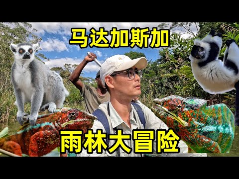 马达加斯加雨林大冒险,寻觅神奇动物,走进电影里的场景