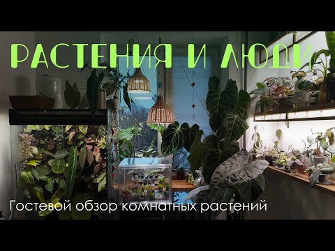 Снова в гости! Красивое размещение комнатных растений в интерьере. Ароидные, хои, флорариумы.
