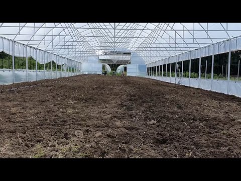 Теплица 42×10 метров.