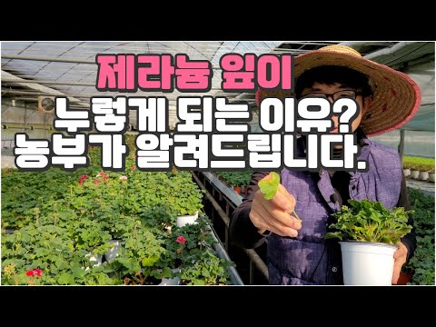 제라늄 잎이 누렇게 변하는 이유? 9년차 농부가 알려드립니다!