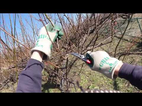 20200121 名瀬方面果樹園 梅の剪定作業 ■Part 2■