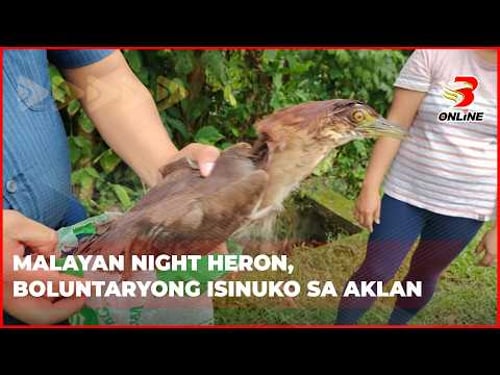 Malayan Night Heron, boluntaryong isinuko sa Aklan