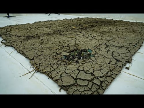 Hard Dried Mud Carpet Bitten by Rats! Can It Be Restored? Satisfying ASMR Carpet Cleaning