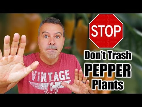 How to OverWinter Your Pepper Plants... In Any Climate!