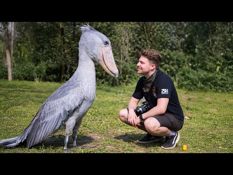 When Animals Face Humans in the Most Ridiculous Ways 😂