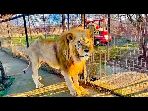 ЭКСТРИМ! Я осталась под защитой льва Чука пока Олег Зубков отгоняет львов, накинувшихся на машинку!