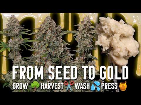 Seed to LIVE ROSIN, From Start To Gold!