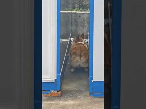 Please be aware of the reversing. π #dogs #funnydogs #funnypets #funnyshorts #funnyfails