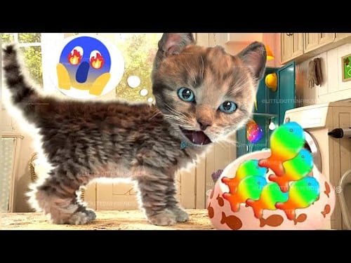 FUNNY CATS CUTE LITTLE KITTEN ADVENTURE - CUTE ANIMATED KITTY FRIENDS #997