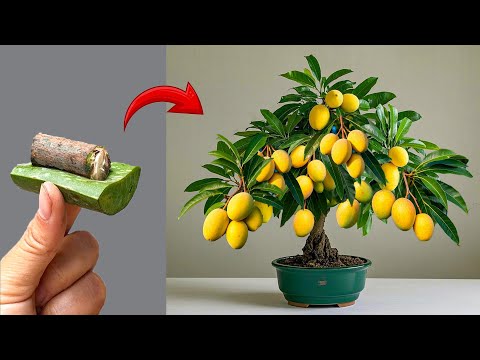 TECHNIQUE; how to propagate mango from branches to grow quickly thanks to aloe vera