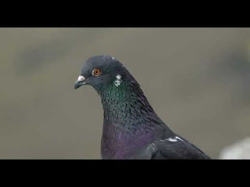 Pigeon - Panasonic Lumix S5IIX (S5M2X) + 70-300mm 4K Handheld
