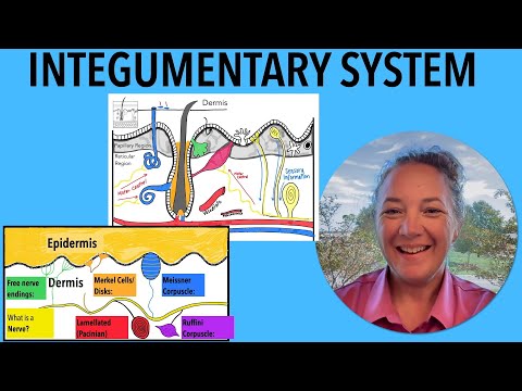 The Integumentary System - Everything your teacher will test you on!