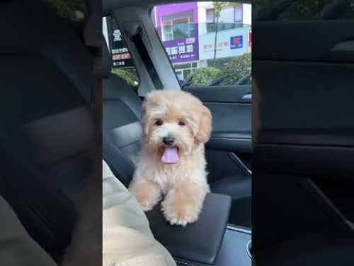 Funniest cat and dog videos of the week😂 #cats #funnycats #funnypets #funnyvideos #shortvideo