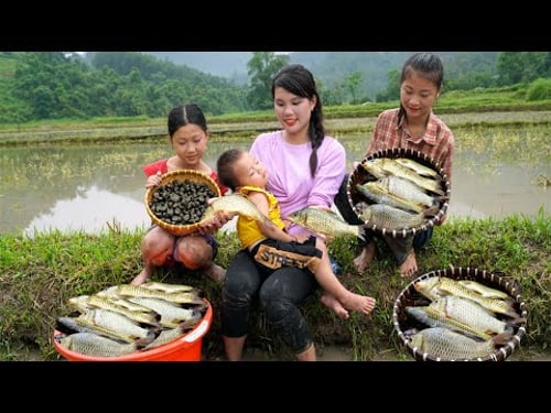 Single Girl and 3 Orphans Harvest Carp on terraced fields - Go to the commune center to sell