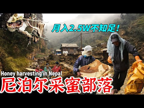 The Honey Hunter :One bite makes you addicted! but can it be sold at a sky-high price abroad?