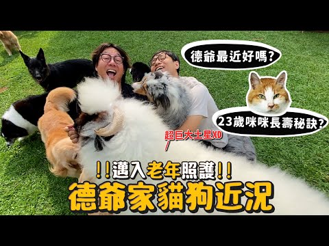 【德爺】德爺家狗貓近況!邁入老年照護!德爺最近好嗎?23歲咪咪長壽秘訣?【許伯簡芝】