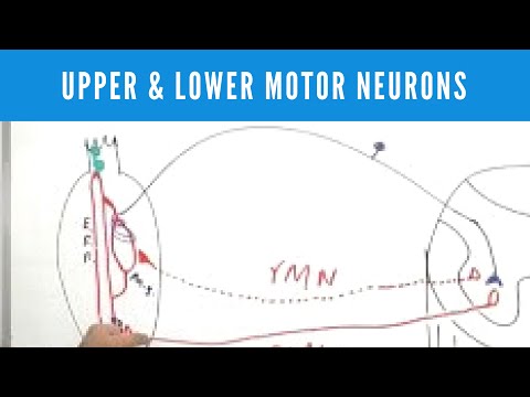 Upper and Lower Motor Neuron Lesions