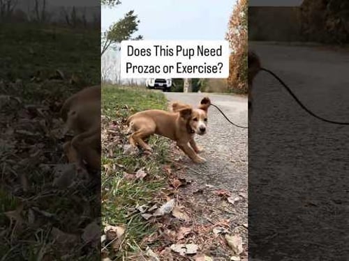 Does This Puppy Need Prozac or Exercise? #shorts #englishcocker #dogtraining