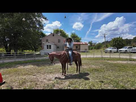 Improving Your Horse's Trot