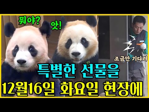 에버랜드 판다월드 💢 오늘은 송바오님 께서 그녀를 위해 무언가를 준비하고 있었어요...