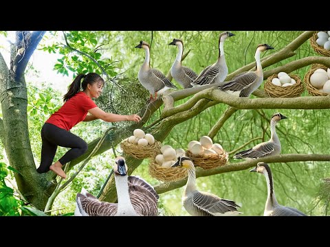 TIMELAPSE -- Harvest 200Kg Giant Forest Goose & Rare Goose Egg & Take Care Ducks, Chickens, Pigs