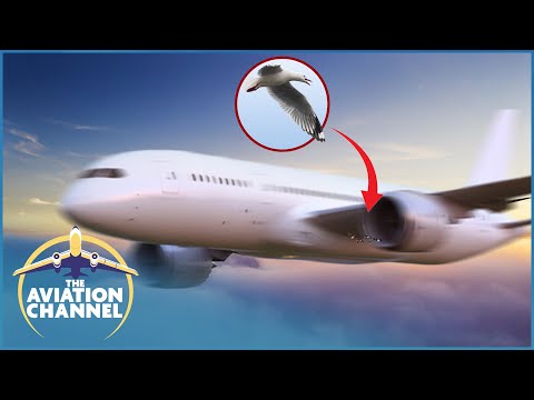 How Do Airports Prevent Dangerous Bird Strikes? | World's Best Airport