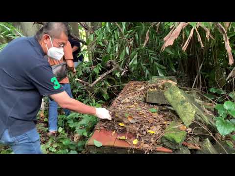 【猛鬼大屋】【恐怖樹妖】【吸人氣有入無回頭】!!