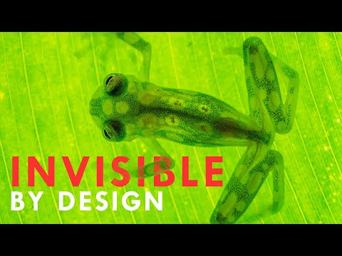 This Frog Hides In Plain Sight