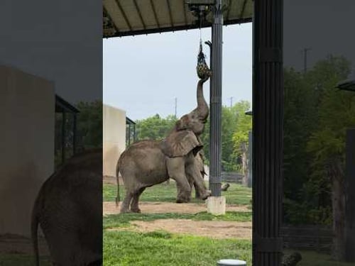 MILWAUKEE COUNTY ZOO #milwaukee #zoo #elephant