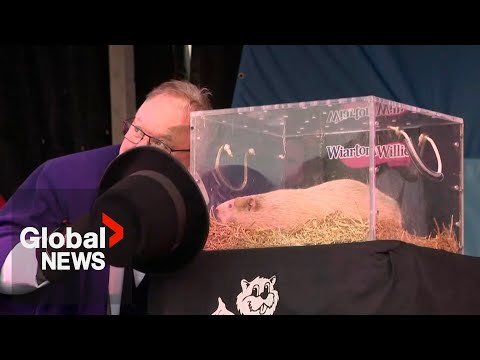 Groundhog Day 2026: Wiarton Willie makes his prediction in Canada