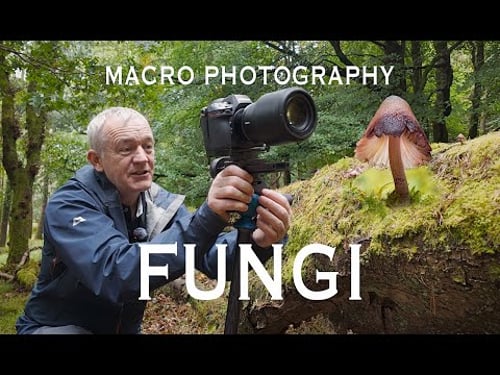 Macro Photography Fungi