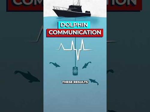 Scientists Discover First 'Words' of Dolphin Language