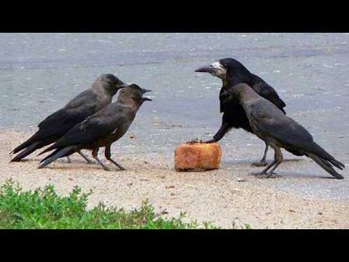 Smart CROWS Being Absolutely Hilarious! π¦ββ¬π€£ Top Funny Crow Videos