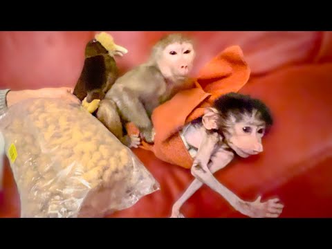 И снова для нас ШОК, Люська даже не прикоснулась к любимым орехам , не отходит от Стёпы НИ НА ШАГ