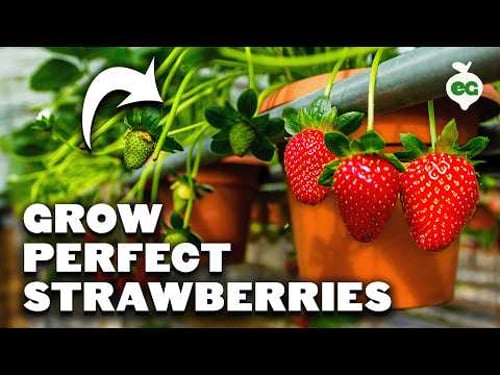 The Secret to Huge Strawberry Harvests in Containers 🍓🪴