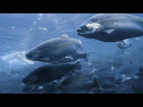 Columbia River Steelhead | From Hatchery, Farm, to Processing